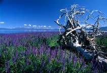 Lupines & Tree Roots